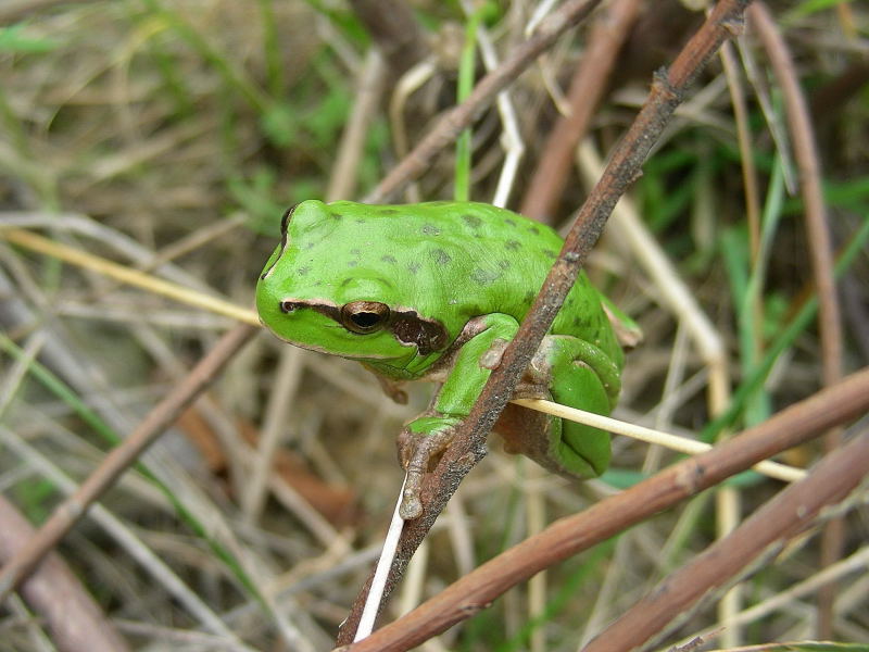 Pelodytes punctatus e Hyla meridionalis